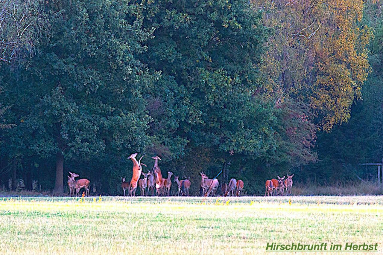 Ferienhaus Luneburger Heide Eschede Bagian luar foto
